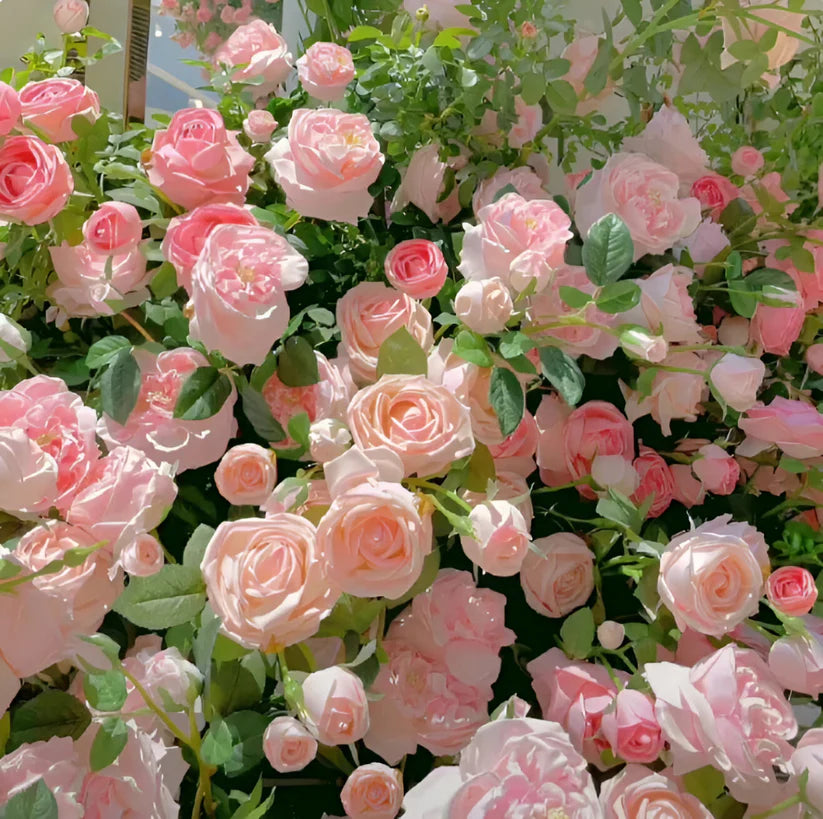 Elegant Climbing Rose Flower Seeds